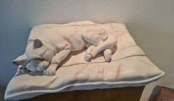 Katze auf Kissen