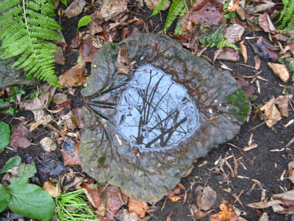 Blatt als Vogeltränke